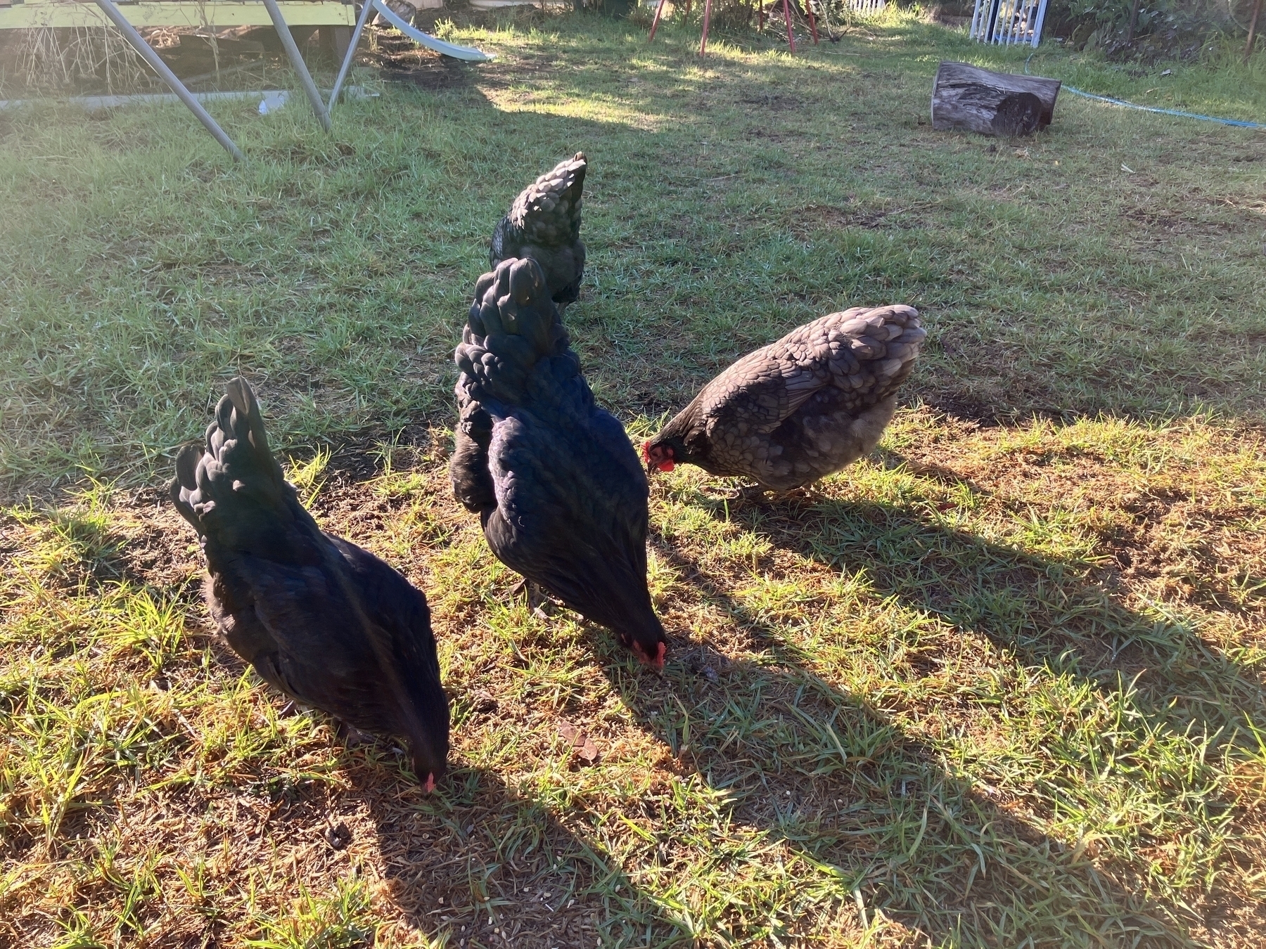 Four large black chickens are pecking at grain on a sunny lawn.