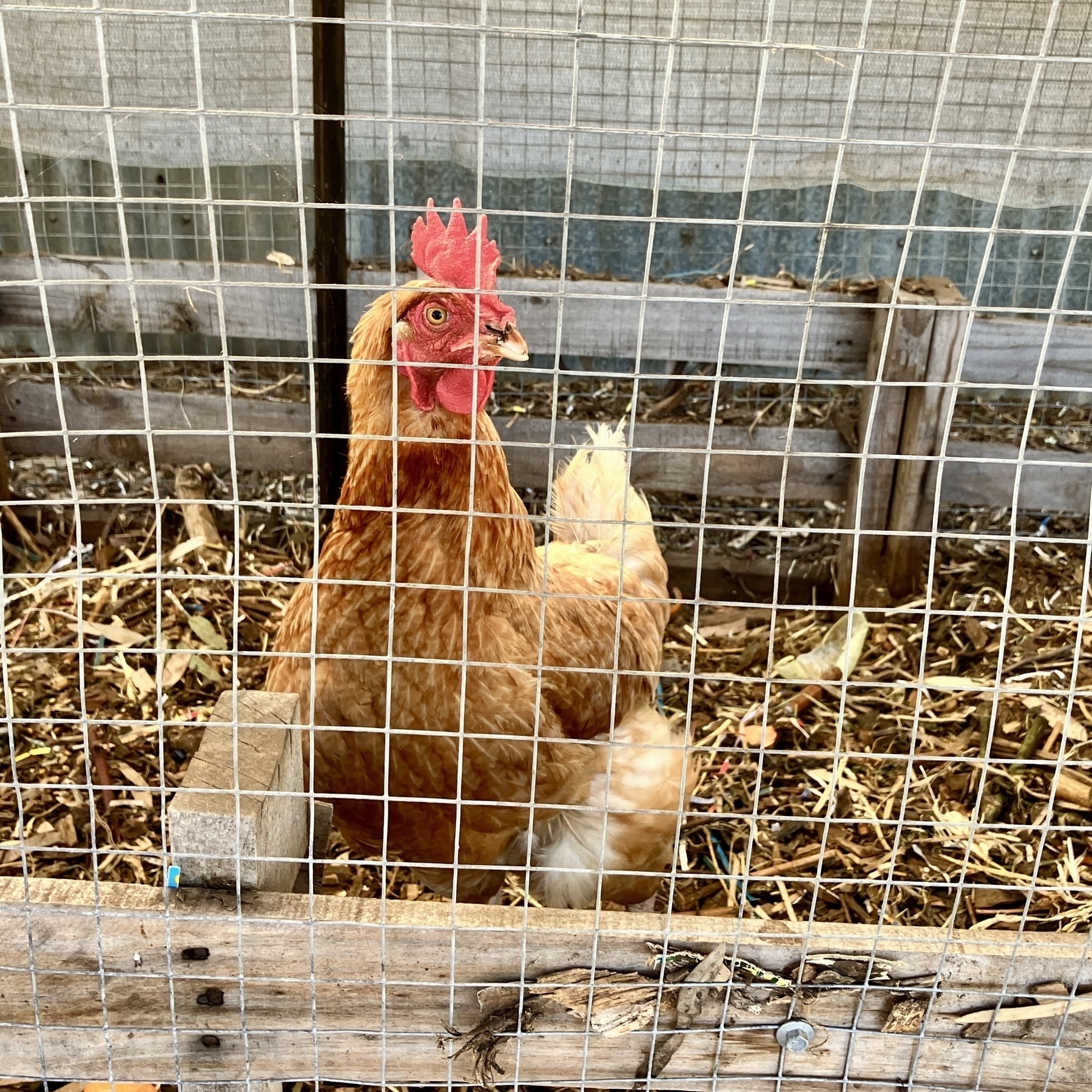 An orange chicken stands inside a mulched run with her neck stretched up. She is looking off the the side at something out of frame.